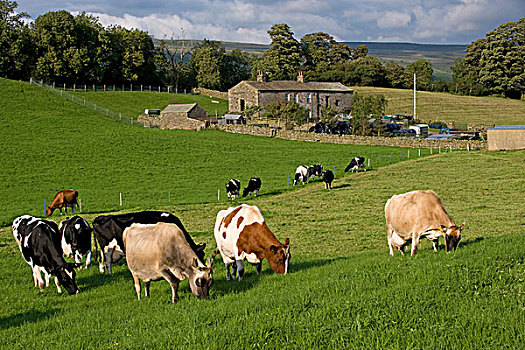 家牛,泽西牛,混合,乳业,牧群,后面,电,栅栏,草地,约克郡谷地,北约克郡,英格兰,欧洲