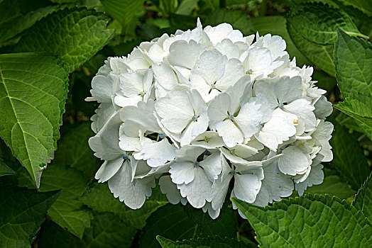 白花,绣球花,八仙花属,亚速尔群岛,葡萄牙,欧洲