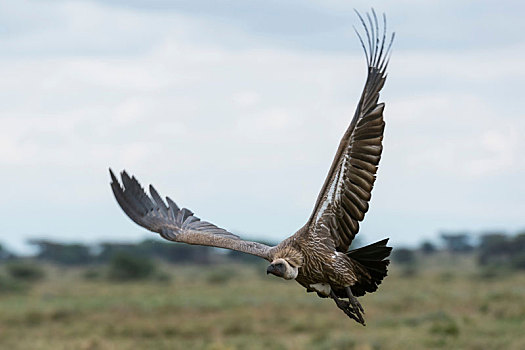 白背兀鹫,白背秃鹫,飞行,恩戈罗恩戈罗,保护区,塞伦盖蒂,坦桑尼亚
