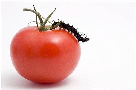 毛虫,西红柿,番茄
