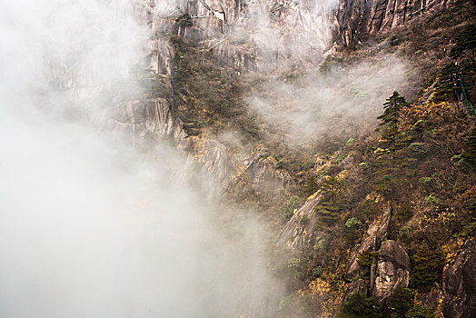 黄山云雾小景