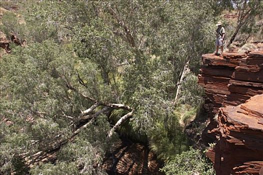 旅游,石头,边缘,峡谷,卡瑞吉尼国家公园,区域,西澳大利亚