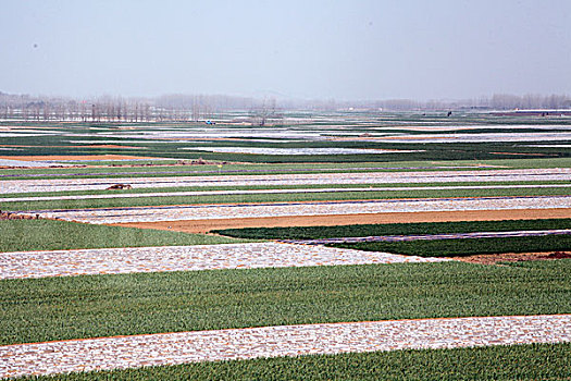 乡村,土地,种植,大田,地膜,大鹏,原野,小麦,麦田,菜地,村庄,房子