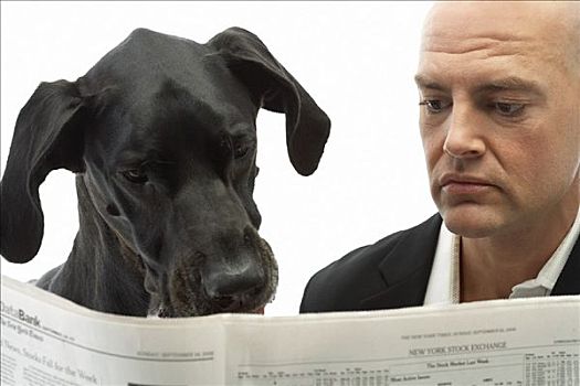 男人,读报纸,狗