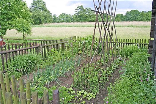 菜园,洋葱,沙拉,豆,花园栅栏