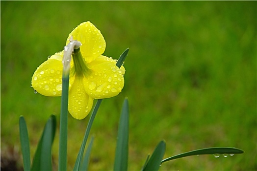 水仙花