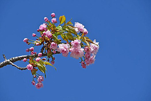 粉色,樱花,上方,清晰,蓝天