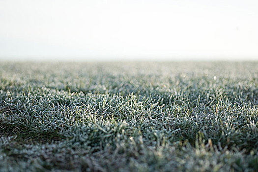 霜冻,草,贴地拍摄,风景