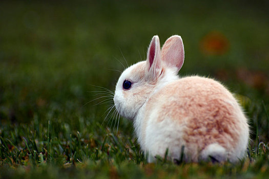小,兔子,草丛