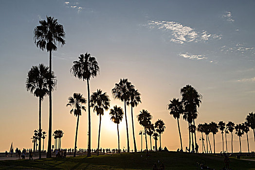 棕榈树,逆光,日落,威尼斯海滩,洛杉矶,加利福尼亚,美国,北美