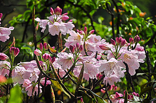 高山杜鹃花