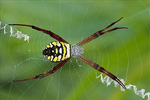 蜘蛛,上网,山,巴布亚新几内亚