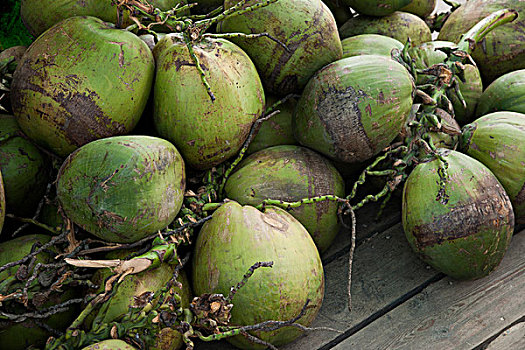 广东省深圳市大梅沙海滨浴场沙滩中的椰子