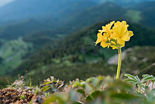 黄花九轮草,阿尔卑斯山,上巴伐利亚,巴伐利亚,德国
