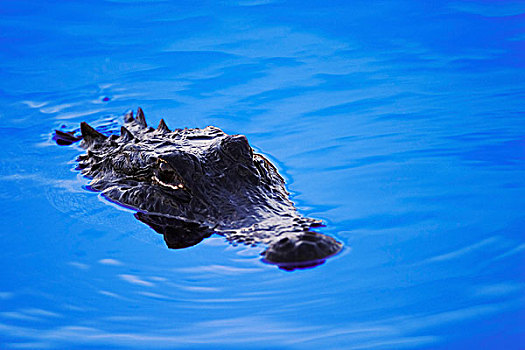 美国短吻鳄,特写,大沼泽地国家公园,佛罗里达