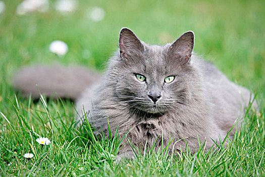 家猫,灰色,成年,休息,花园,草地,英格兰,英国,欧洲