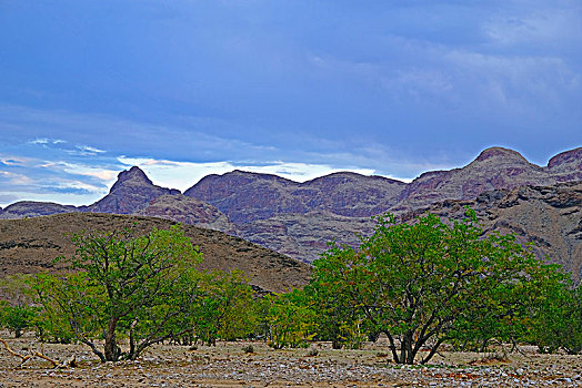 砾石,朴素,绿色,树,正面,落基山,山脉,纳米比亚,卡奥科兰