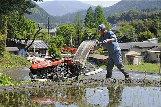 稻米,农民,种植,机器,稻田,靠近,京都,日本,亚洲