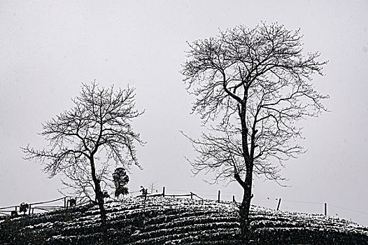 杭州龙井茶园雪景