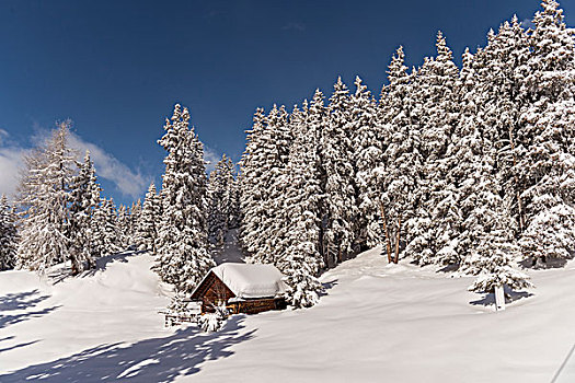 小屋,冬天,树林,提洛尔,奥地利,欧洲
