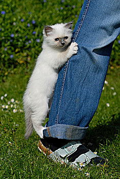 缅甸猫,小猫,悬挂,裤子,腿