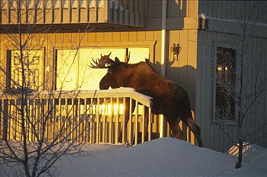 驼鹿,走,门廊,阿拉斯加,冬天