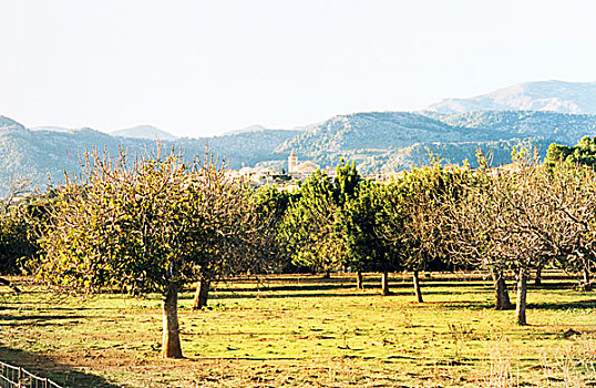 风景,橄榄树,山,背景