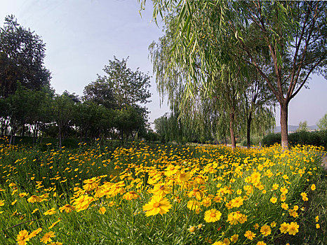 黄花树林