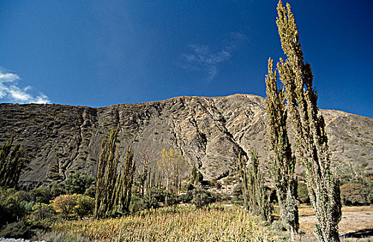 树,山谷,克夫拉达-德-乌马华卡,阿根廷
