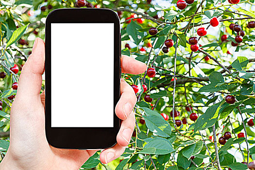 智能手机,树,成熟,樱桃