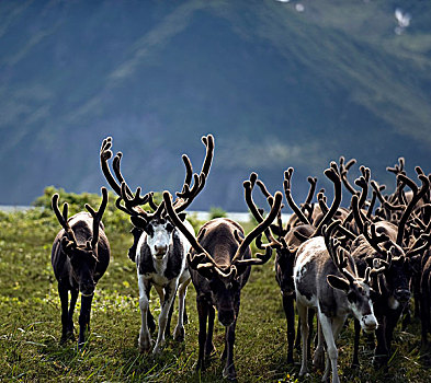 驯鹿,驯鹿属,牧群,俄罗斯,远东,区域,北方,堪察加半岛