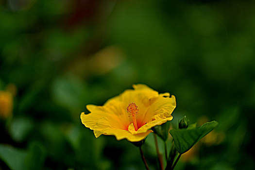 植物,花卉,光影