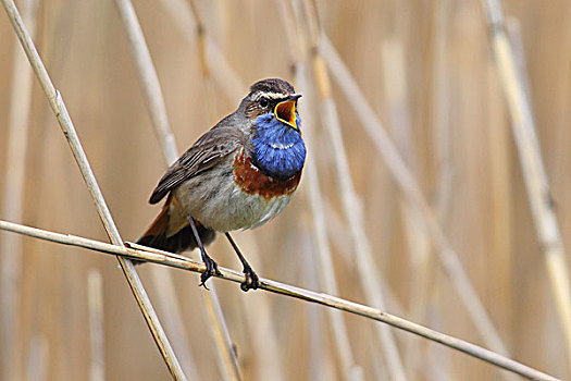 蓝喉歌鸲,蓝点颏,唱,雄性,栖息,芦苇,国家公园,荷兰,欧洲
