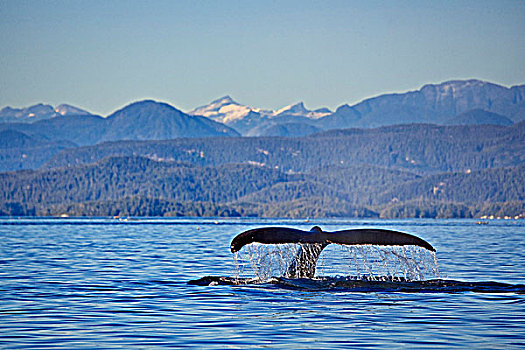 驼背鲸,大翅鲸属,鲸鱼,展示,鲸尾叶突,北方,温哥华岛,不列颠哥伦比亚省,加拿大