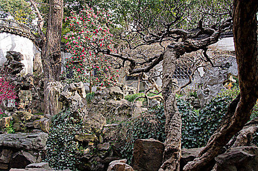 上海,明代,16世纪,花园,粉色,春天,花,树上