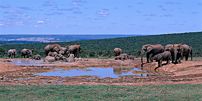 南非,阿多大象国家公园,大象,牧群,非洲象,水边,洞,喝,翻腾