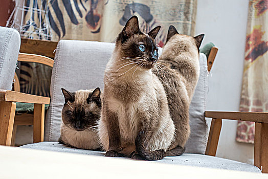 在椅子上的三只暹罗猫