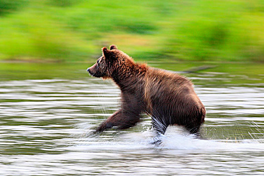 大灰熊,棕熊,动作,大熊雨林,不列颠哥伦比亚省