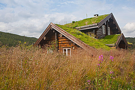 房子,绿色,屋顶,靠近,挪威