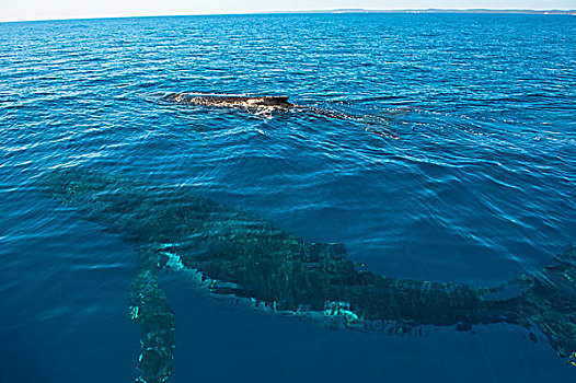 驼背鲸,赫维湾,昆士兰,澳大利亚,大洋洲