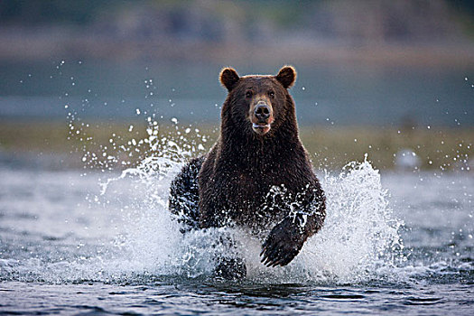 美国,阿拉斯加,卡特麦国家公园,棕熊