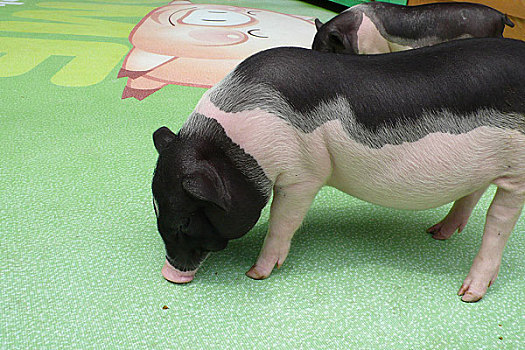 香港回归十周年图片展览－猪