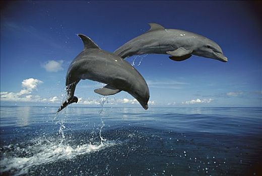 宽吻海豚,一对,加勒比海