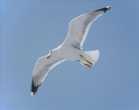 小黑背鸥,半空中