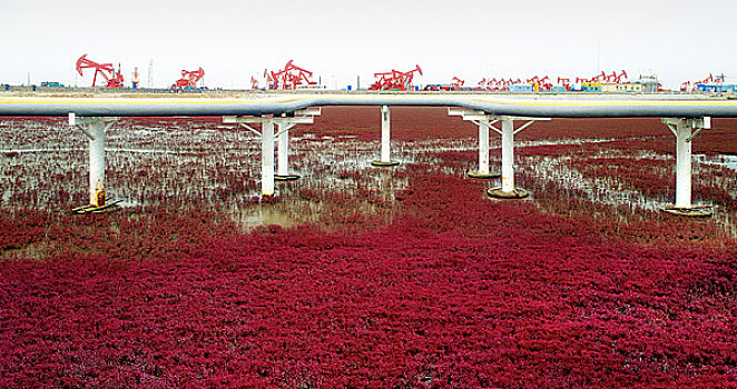 辽宁油田