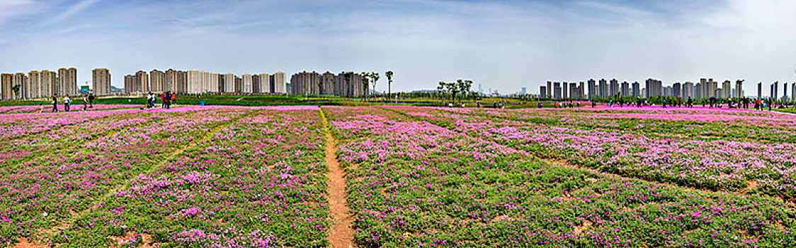 花海,芝樱花海