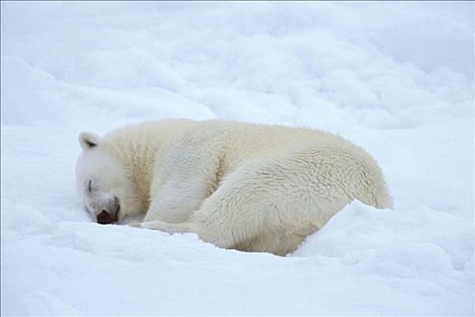 北极熊,睡觉,斯匹茨卑尔根岛,斯瓦尔巴特群岛,北冰洋