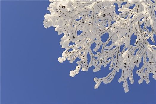 积雪,枝条,蓝天,巴伐利亚,德国