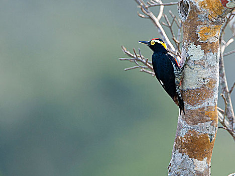啄木鸟,亚马逊河,秘鲁,南美