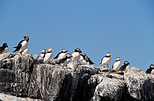 成群,角嘴海雀,栖息,岩石上,法恩群岛,英格兰
